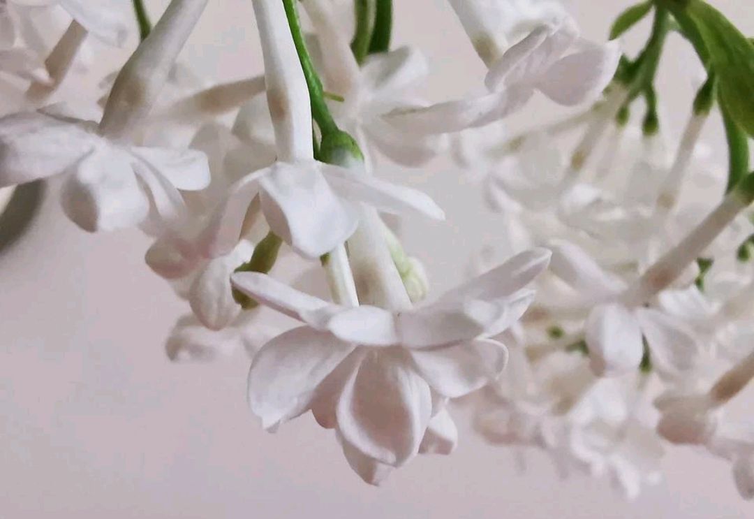 净缘原创～九瓣丁香