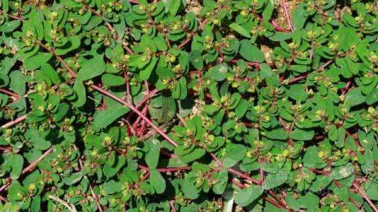 "它"是一种常见的草药,在我的家乡被称为"红头绳",你听过吗