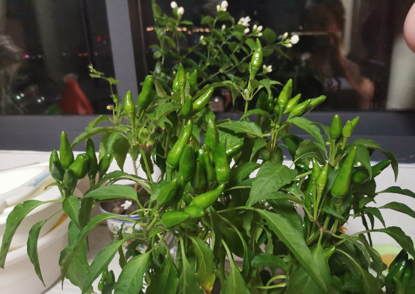 捡回来3个"空油桶",种辣椒,1棵能结5斤多,足够一家人吃