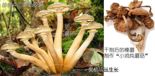 蘑菇记|以科学的名义,鉴别各种常见食用菌