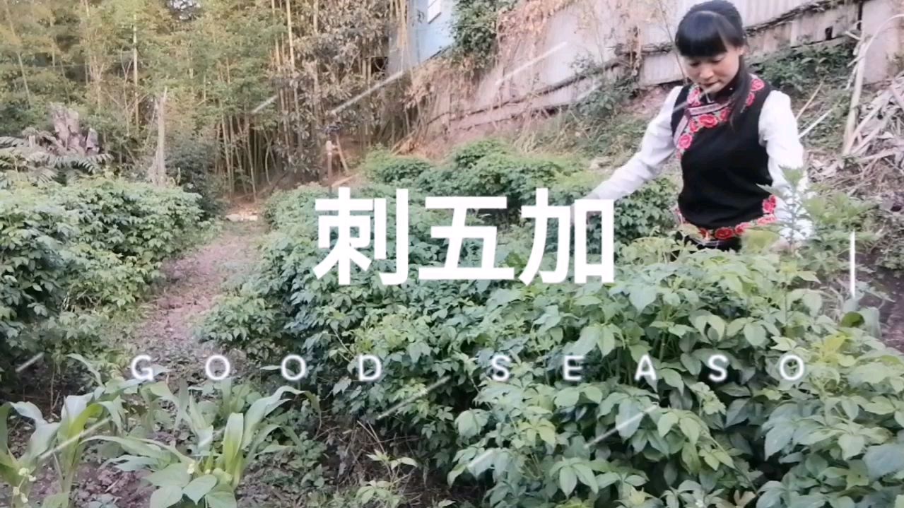是药也是菜的刺五加,长势喜人,小赵摘了一大把,你认识吗