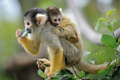 新西兰惠灵顿动物园遭到小偷侵袭,12只猴子受伤