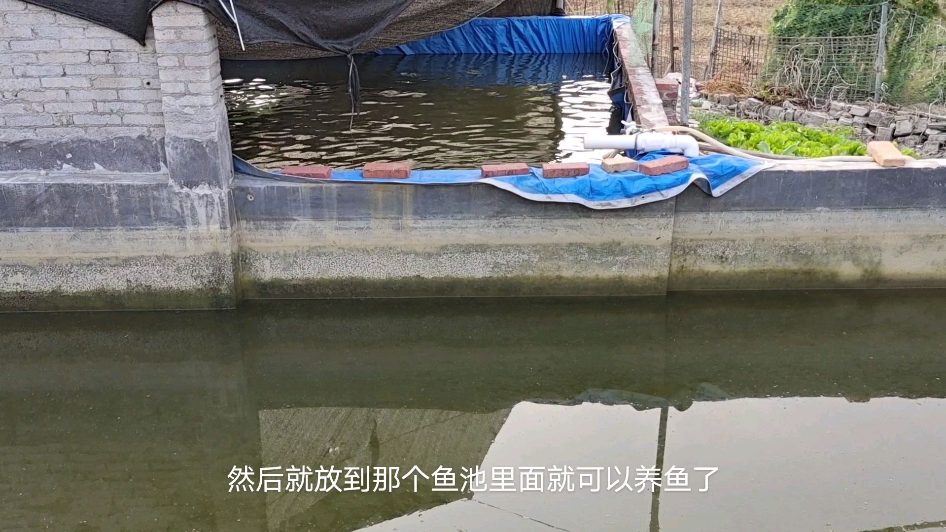 长见识了用这种池养鱼,这样改造鱼池,30平方可以养1万多条