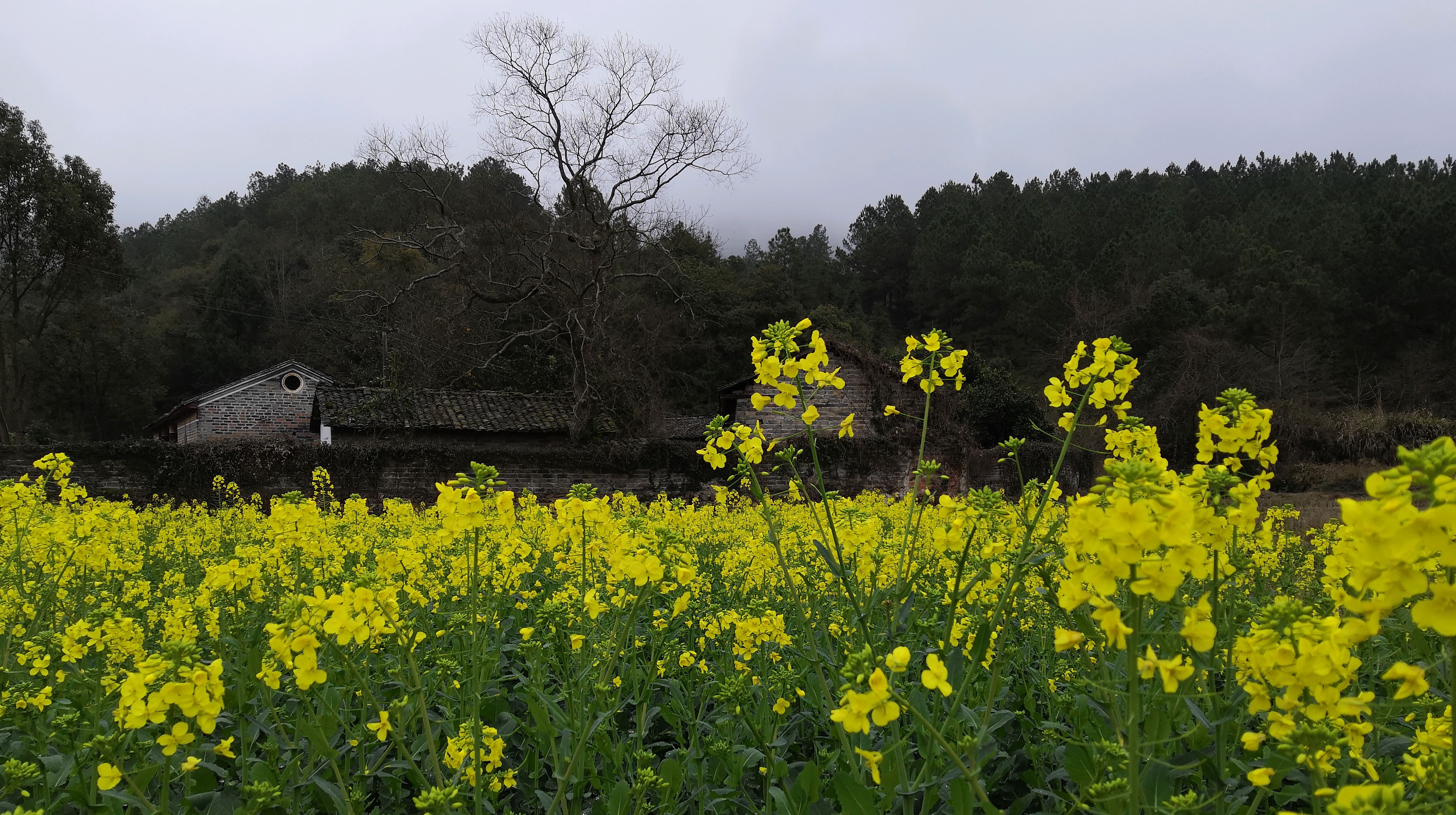 农村江西老家,油菜花都开好了,就等你来欣赏!