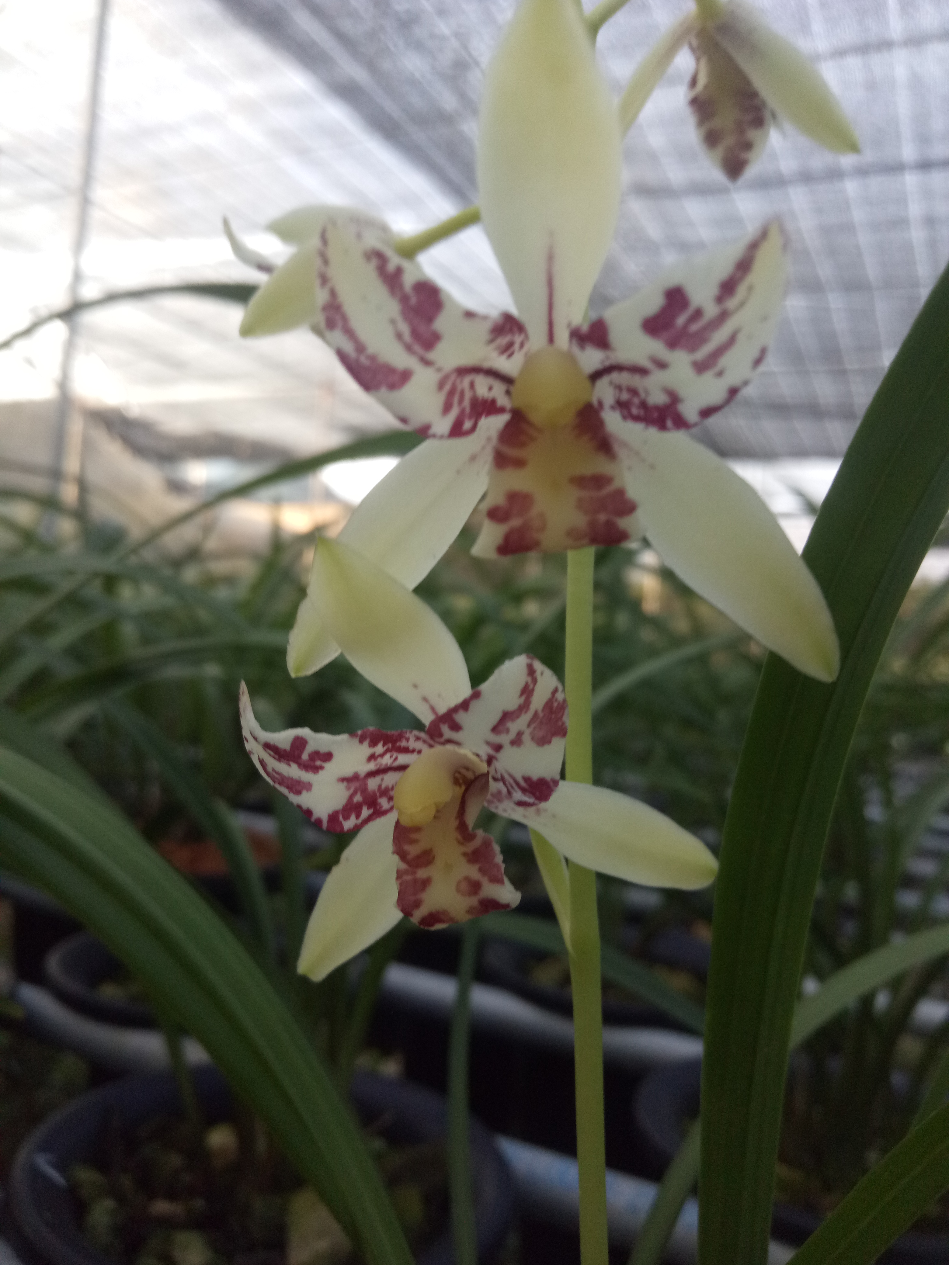 兰花瓣型的分类,你都知道有几种吗