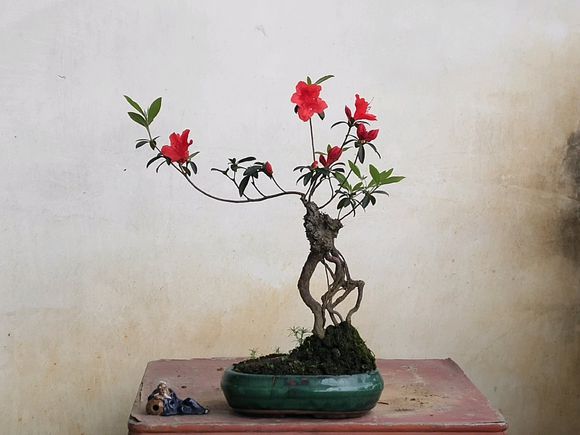 小品提根映山红,如此别致的杜鹃花盆景,你给打几分?我给它满分