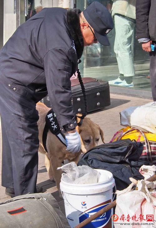 又萌又认真,济南站防爆警犬lucky是个好警察