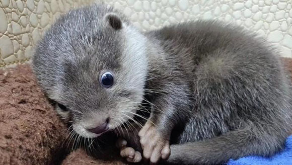 "迷你"萌物:首例"沪籍"三胞胎"小水獭亮相上海海昌海洋公园