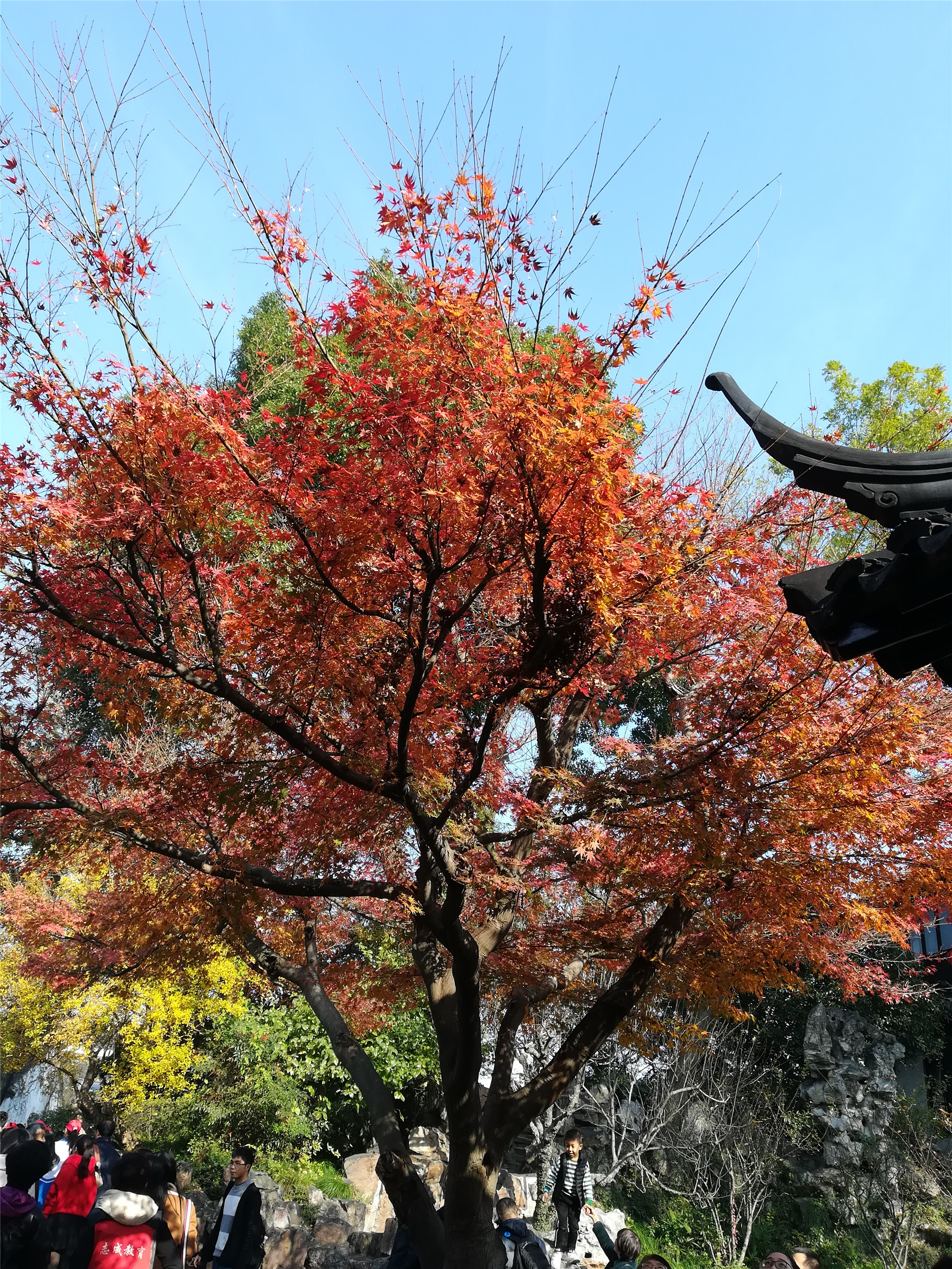 游苏州园林,赏美景(五)