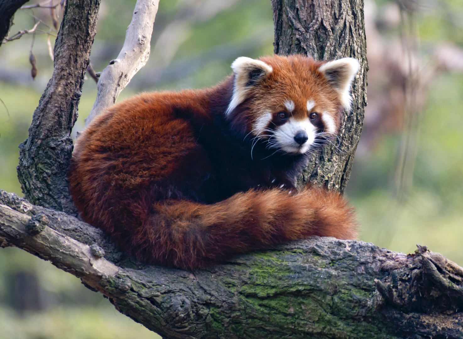 《冬天里的小熊猫》陈大喜 湖北宜昌