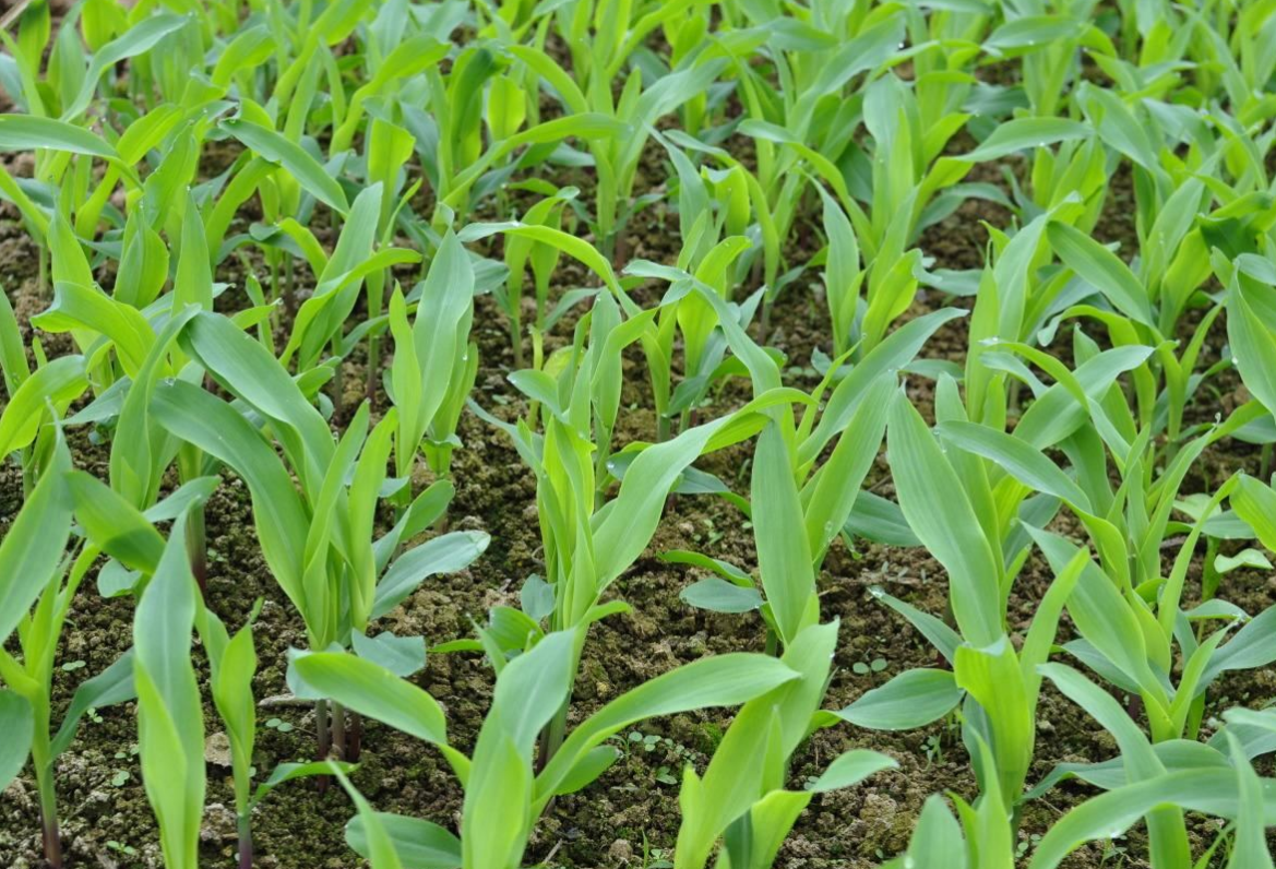 春季种植玉米,要了解这几个注意事项和技巧