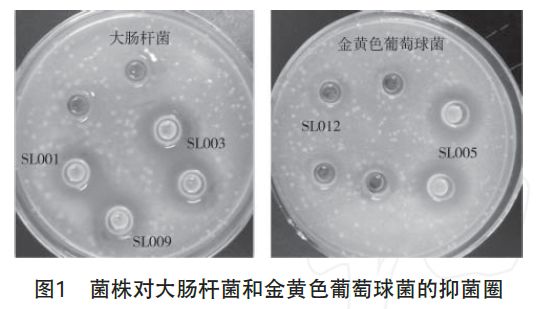 大肠杆菌抑菌圈图片