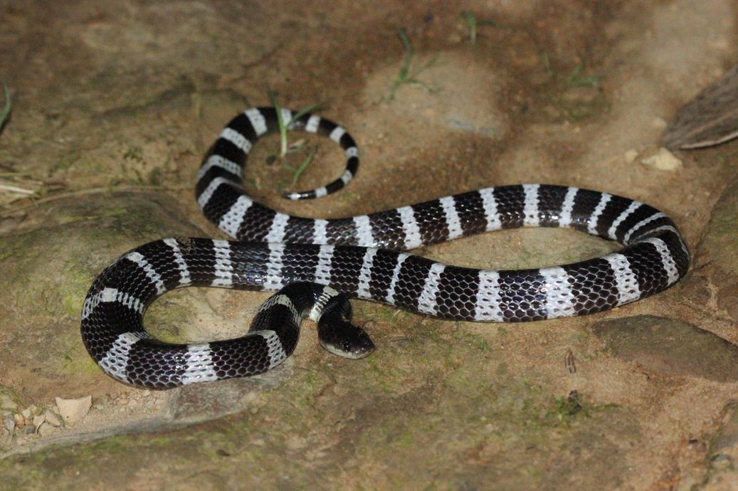 跑赢死神的"蛇博士"红了,他却说"不是我一个人的功劳"