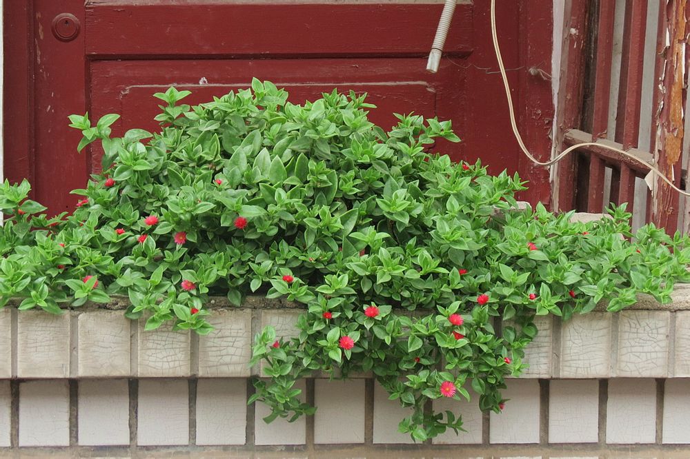 牡丹吊兰不开花咋办?用这几招轻松爆盆