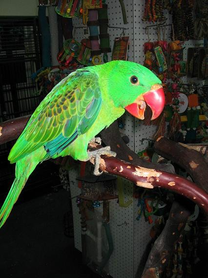 科普一下,了解巨嘴鹦鹉的请举手