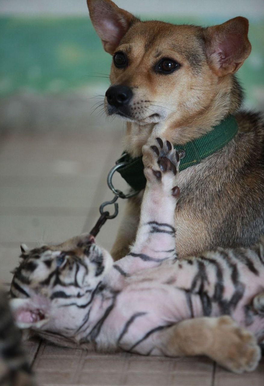 狗狗喂养着小老虎