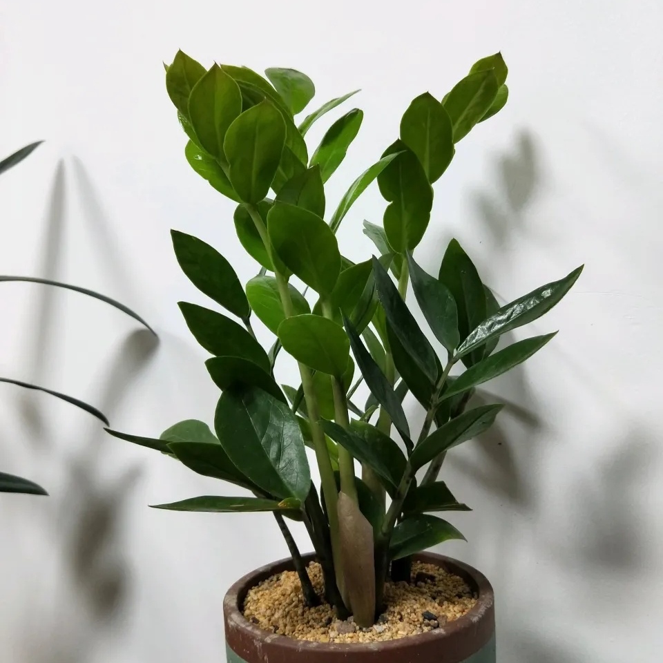 金钱树的养护(金钱树的养护方法?