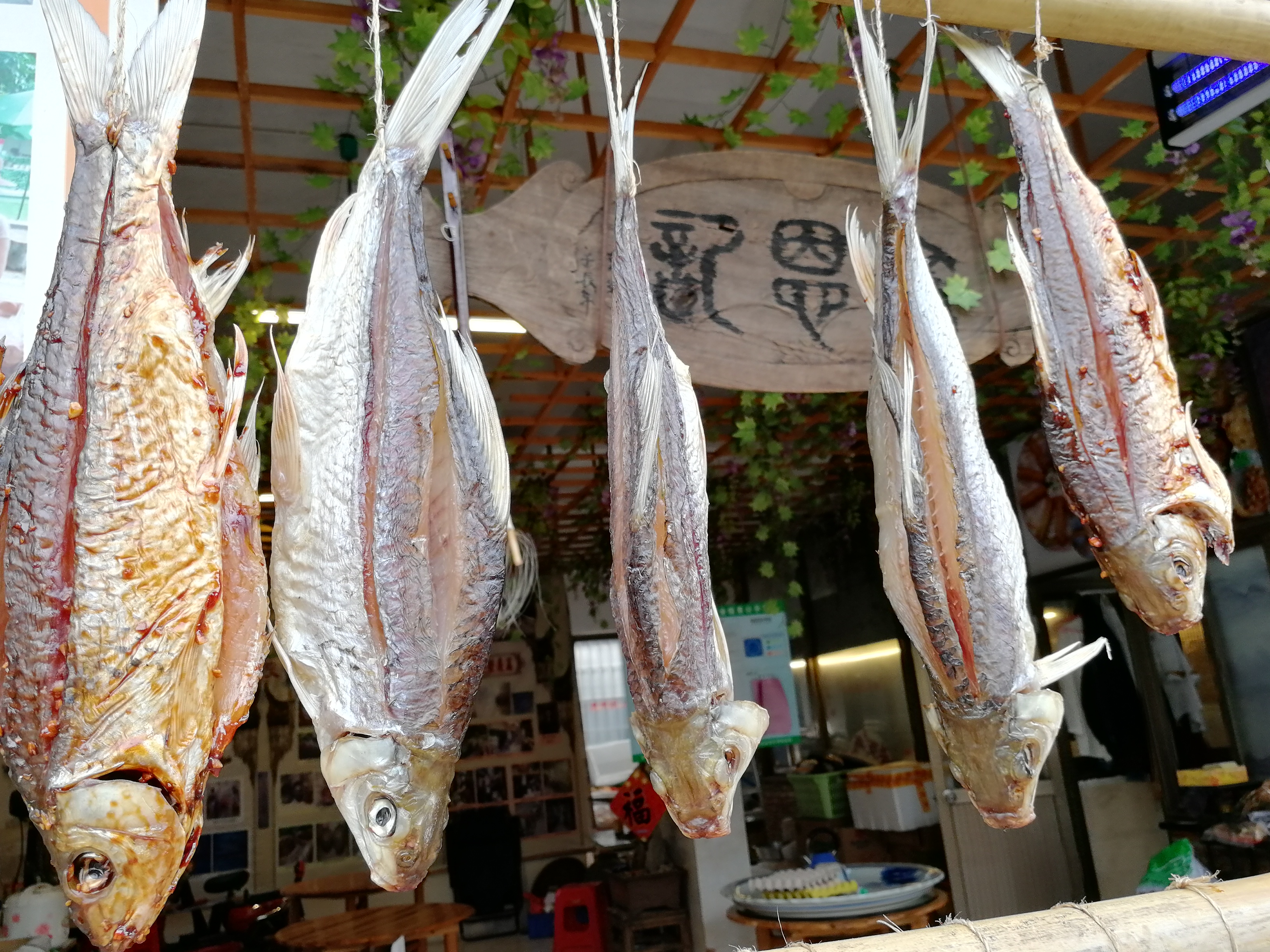 天气干燥适合晒腊鱼,水乡边的居民挂起了一串串独特的"珠帘"!