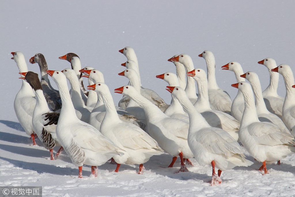 土耳其:一群鹅走在结冰的湖面上 憨态可掬惹人爱