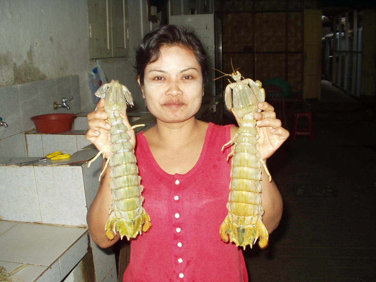 动物小百科:关于棘突猛虾蛄你不得不知道的知识!