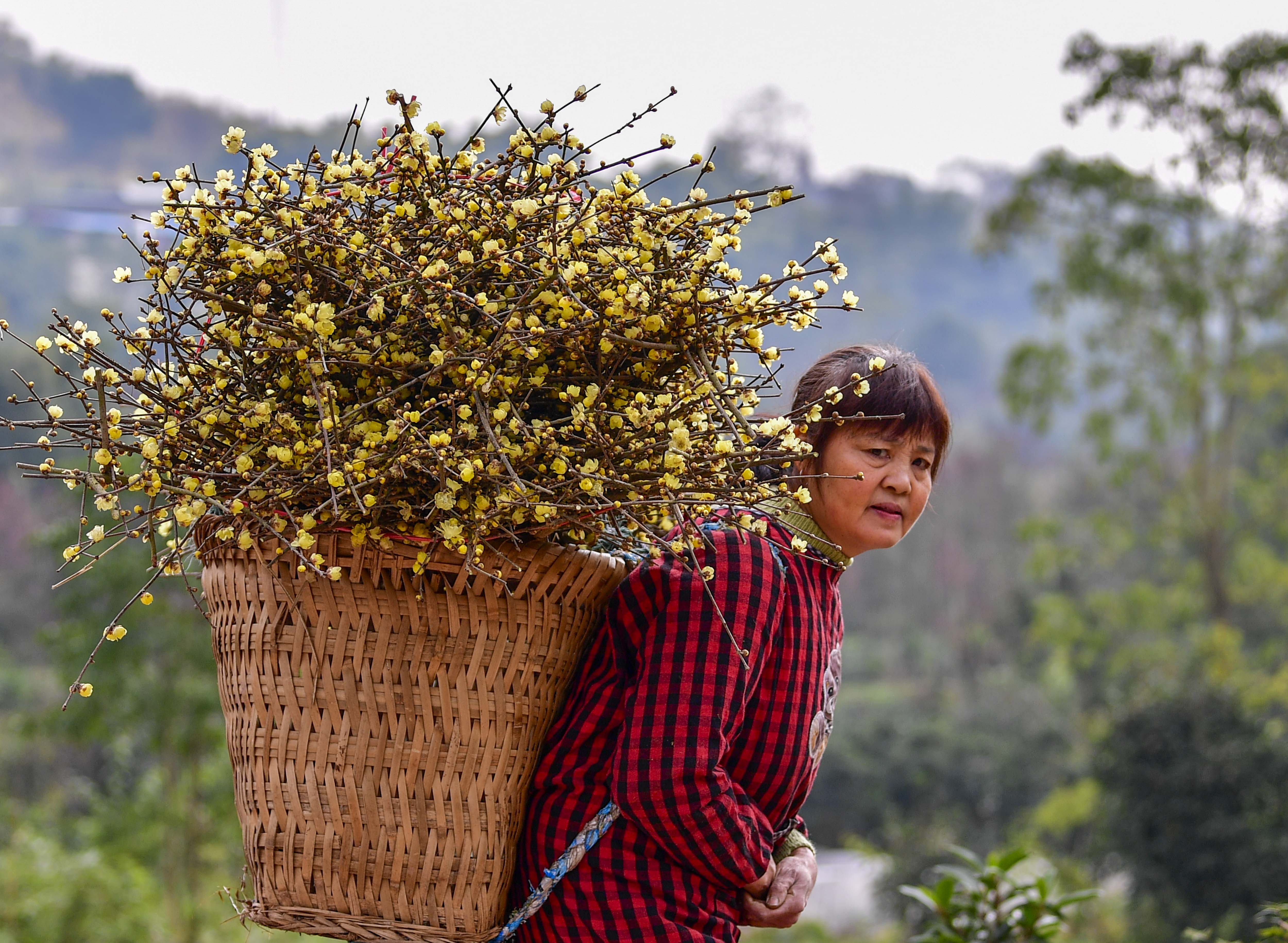 重庆北碚:腊梅飘香致富路(6)