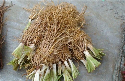 胃肠感冒来碗葱豉汤见效快,葱根葱白养生效果好