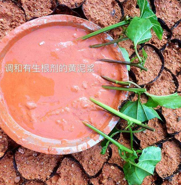 乡下花农的1桶"黄泥浆",可是扦插,嫁接,育苗的必备品,好用