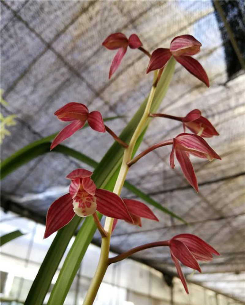 秋榜墨兰茶城红,开花端庄优雅,妩媚,动人心弦,花主:若仙幽兰 转载自