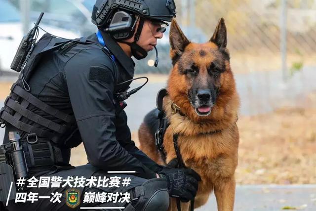 四年一次的巅峰对决,广东警犬拿了个单项全国第一!