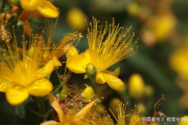 金絲桃又叫金線蝴蝶,花色是金黃的