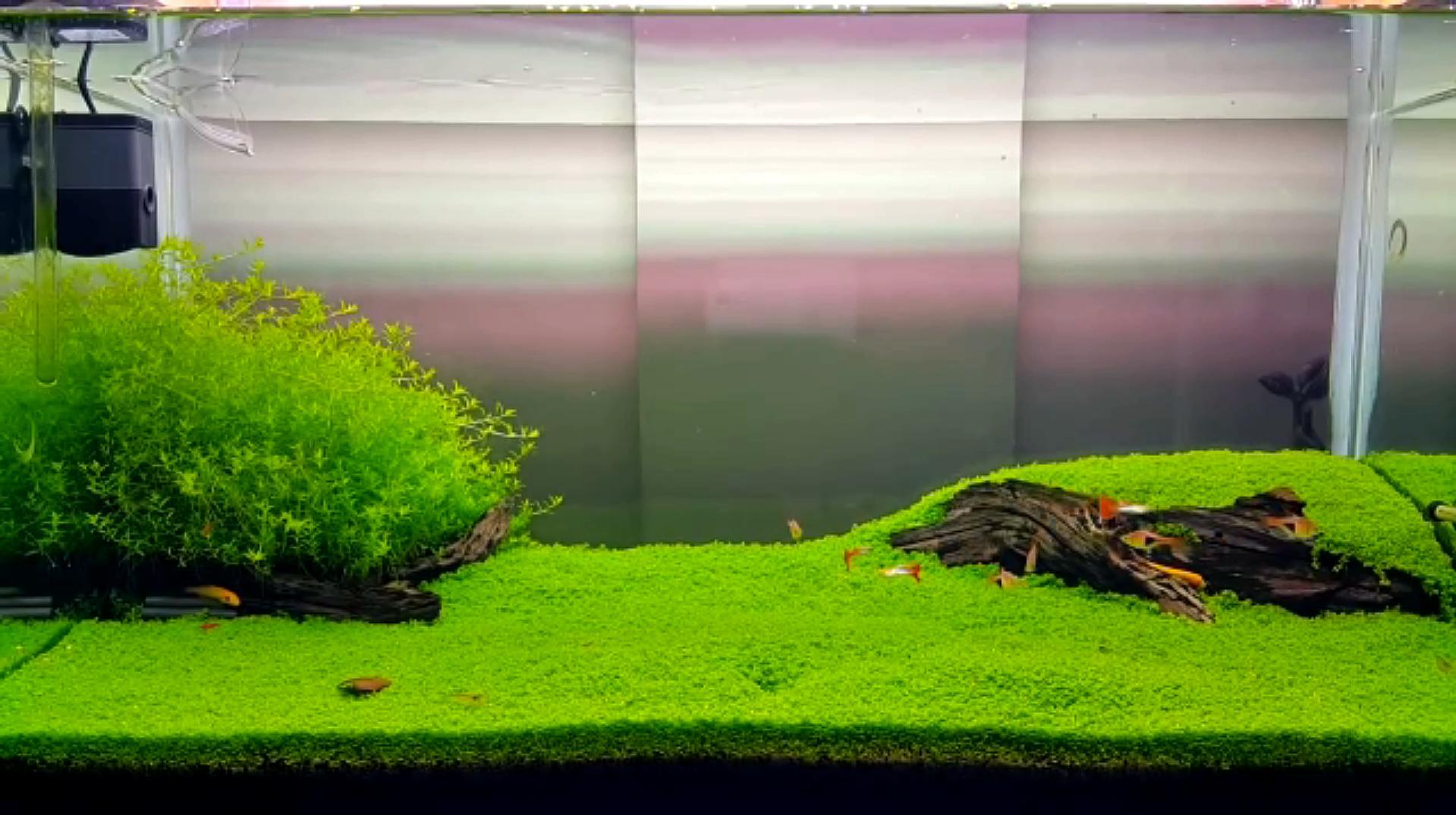 鱼缸造景欣赏:优秀鱼缸美景,一石一草一木亦是景,让人