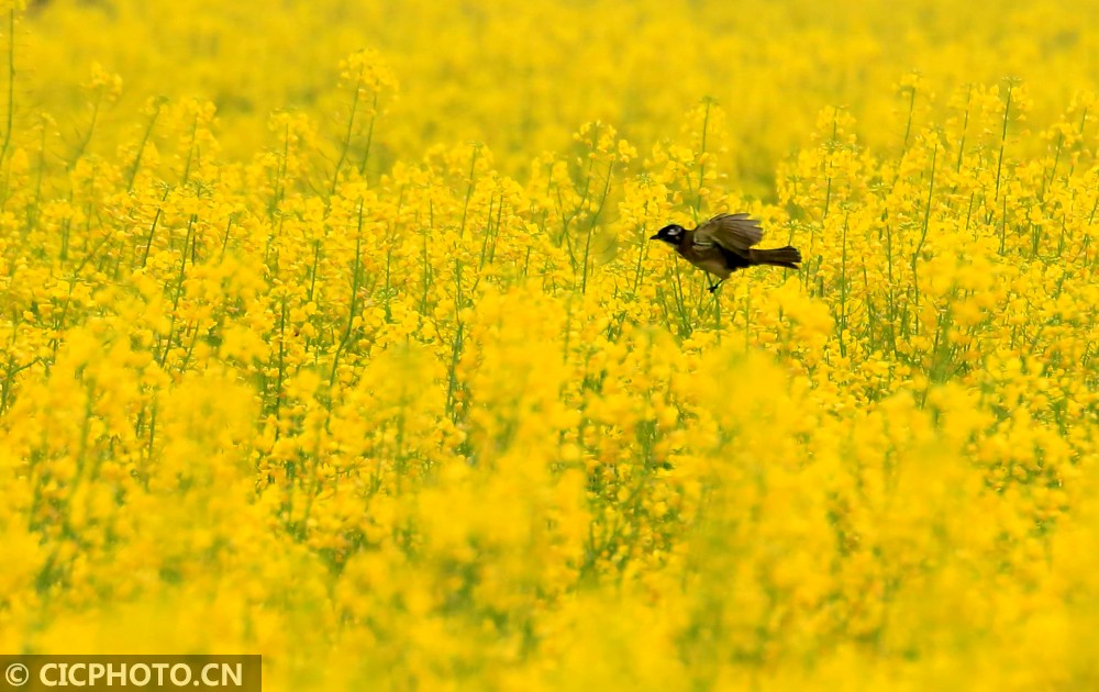 江西永豐:花鳥春意圖