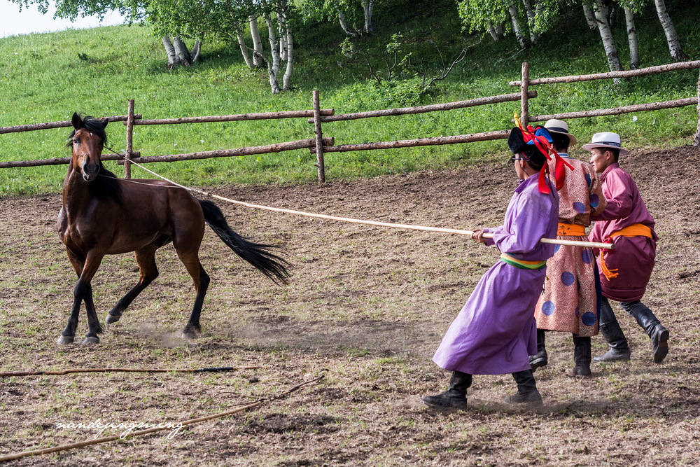 风景写实——蒙古草原牧民驯马图