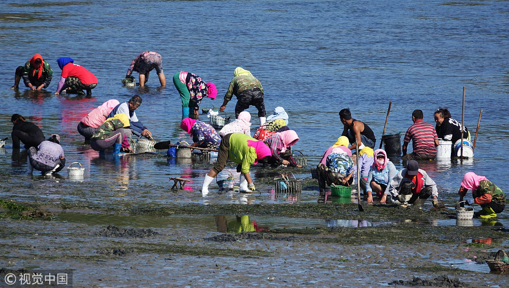赶海不再难!大连广鹿岛镇还海于民