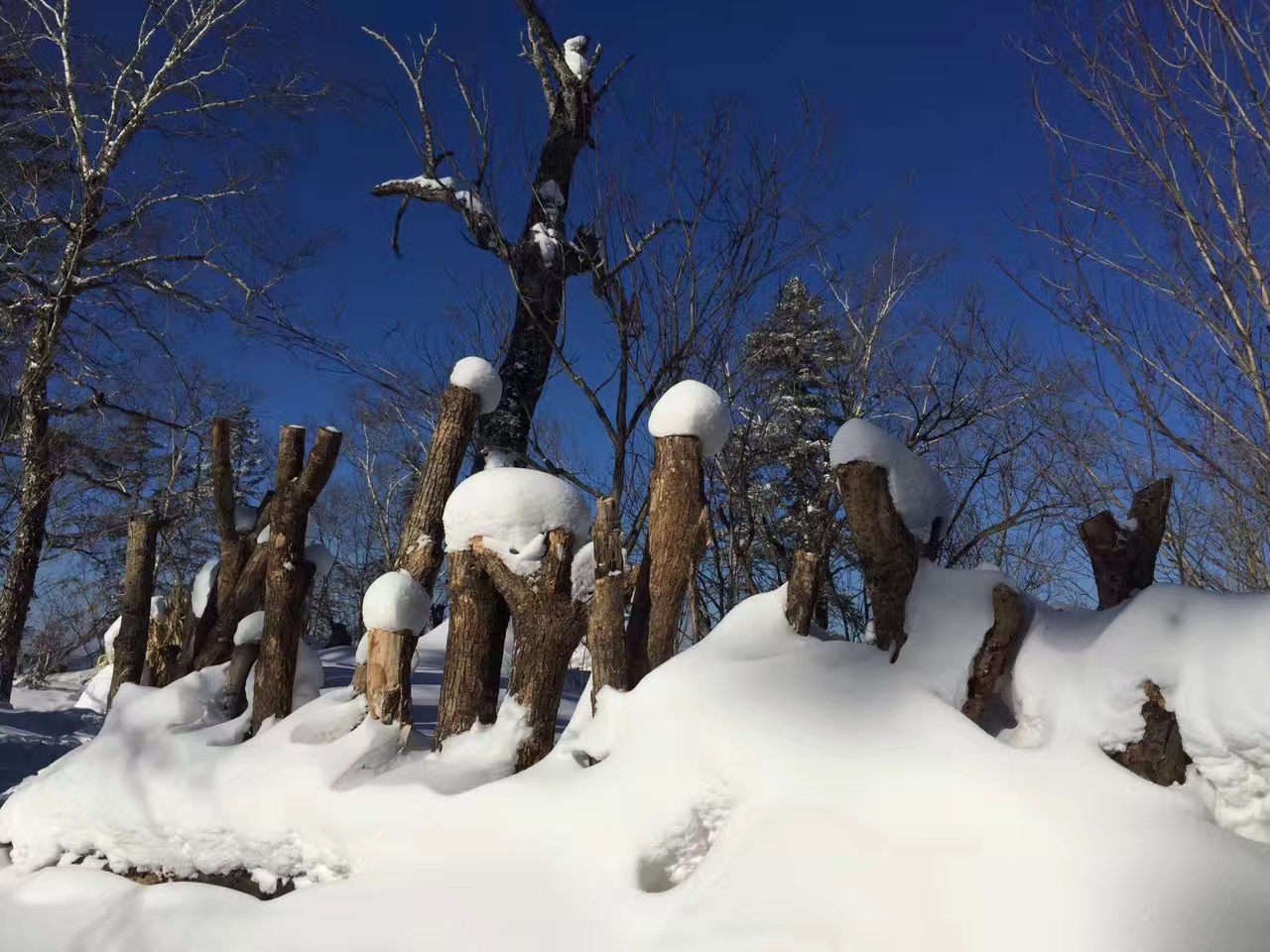 松松软软的雪将大地盖上了厚厚一层棉被
