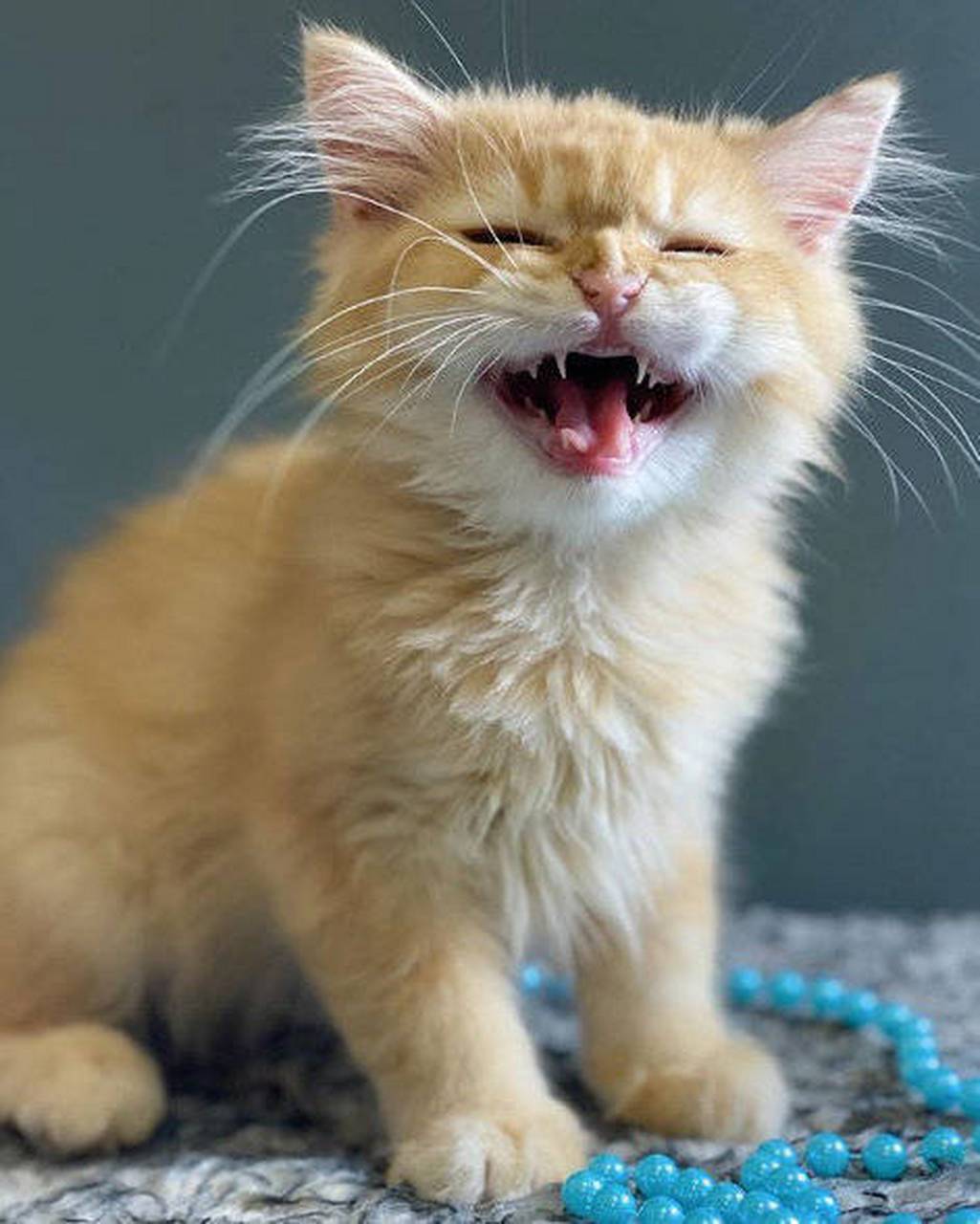 猫咪开心大笑的图片图片