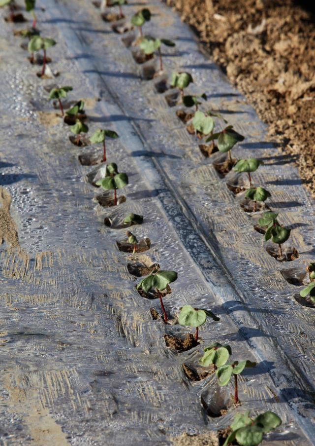 新疆棉花"矮,密,早"栽培模式中苗情诊断技术