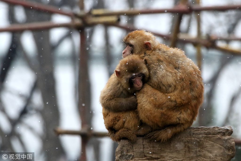 郑州迎降雪天气  动物园猕猴抱团取暖