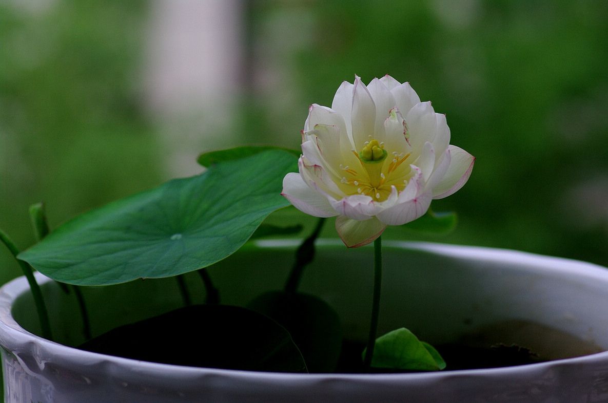 怎样选择碗莲种子或种藕才会开花?