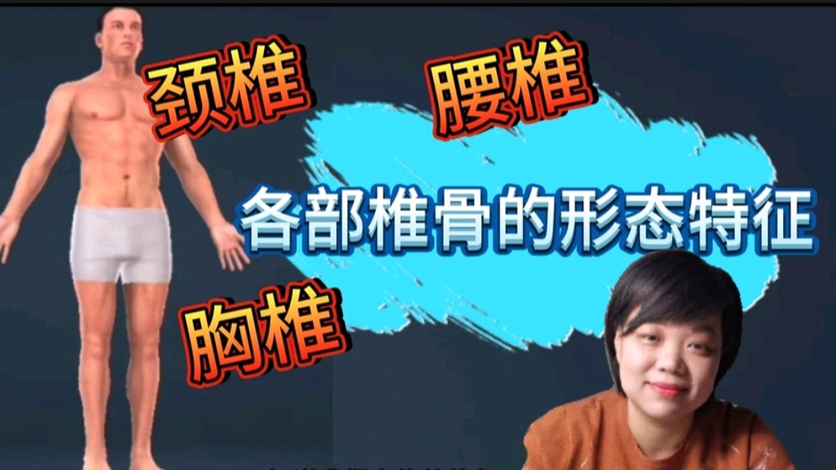 《人体解剖学》讲椎骨,颈椎胸椎腰椎,形态结构各不相同