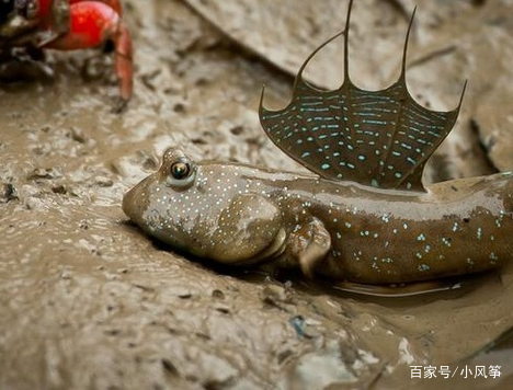 雲南有一種魚,不愛待水裡卻喜歡爬樹!遊客:它爬樹上找對象嗎?