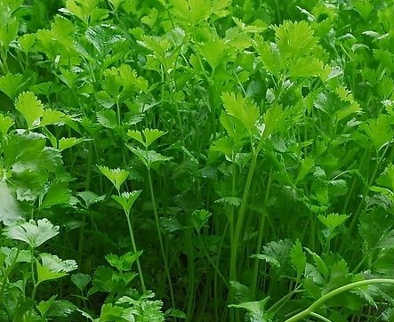 三 步骤,香菜的管理