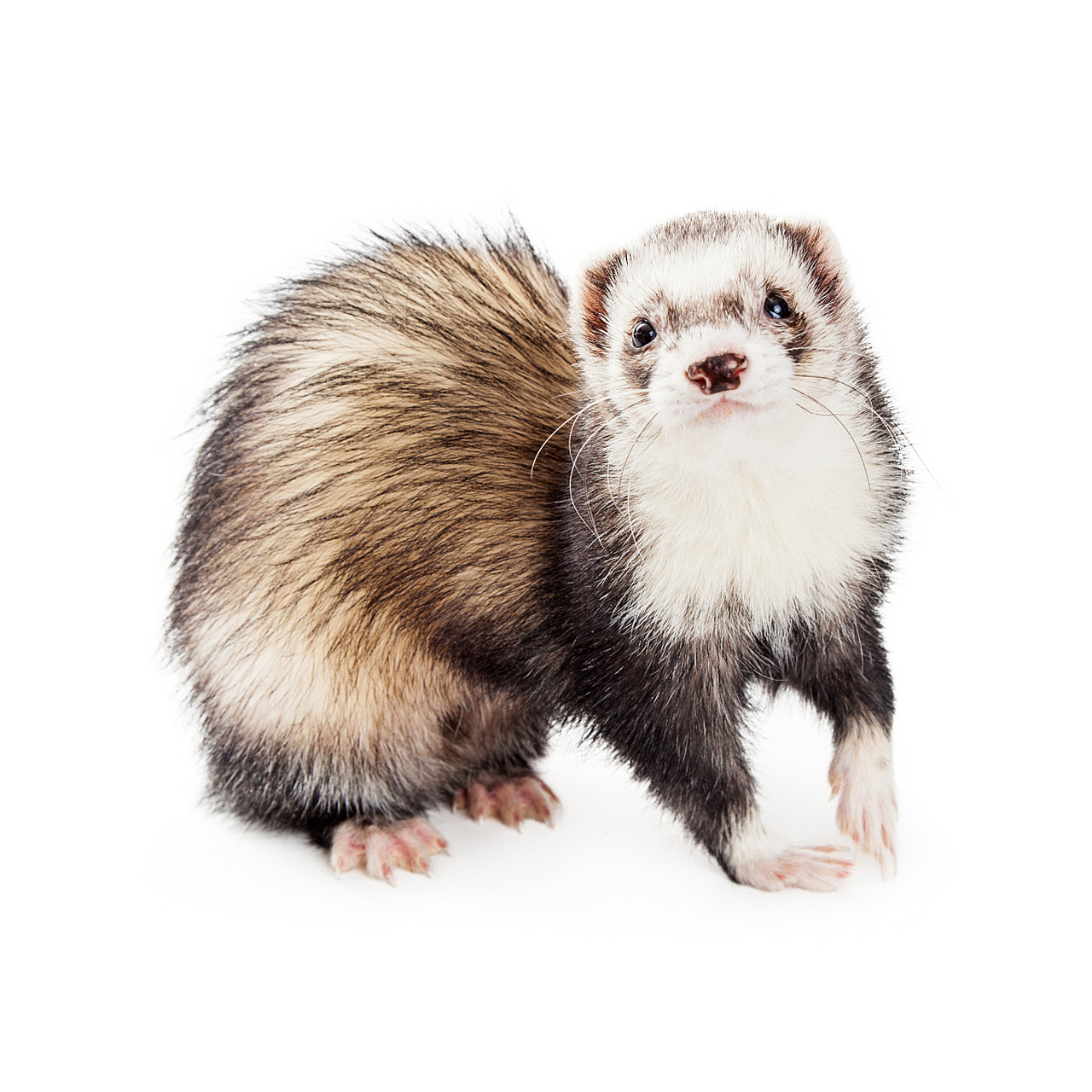 安格鲁貂是一种非常可爱的小动物,它们是貂的一种,通常被人们作为宠物