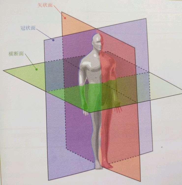 人体基本解剖体位和方法