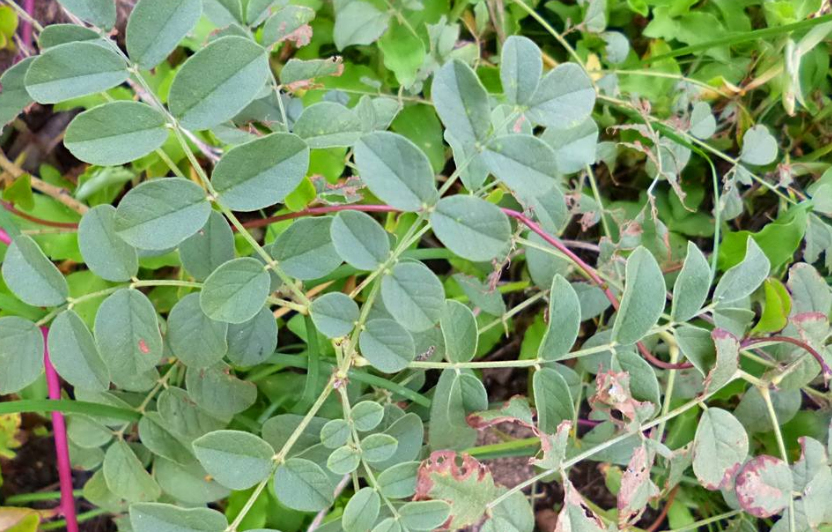 农村这种"甜草",可治病,无病也有预防的好作用,你家乡有吗?