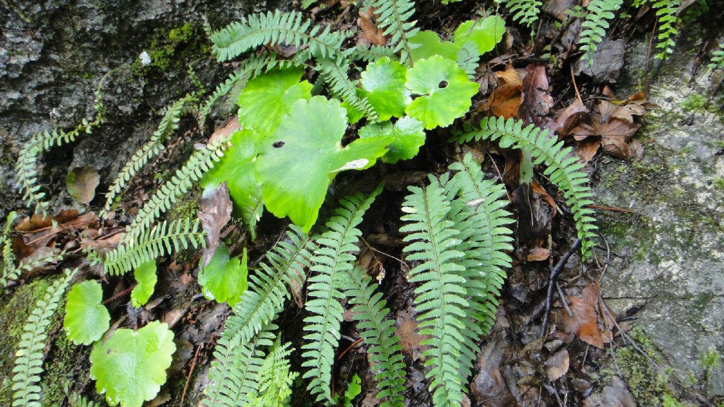 这种果实被称为"凤凰卵",全年可以采收,遇到记得带回家