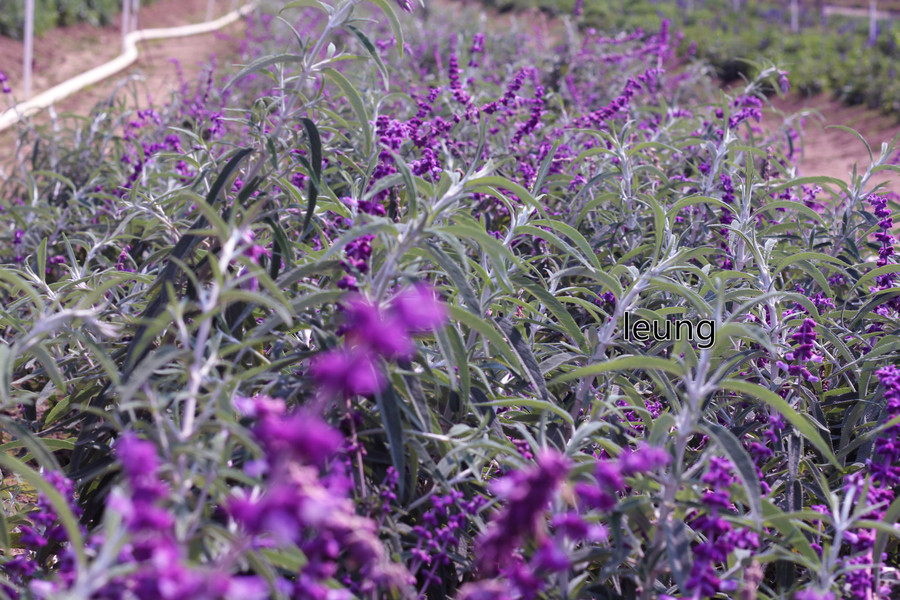 清远薰衣草世界,五彩缤纷的梦幻浪漫花海!