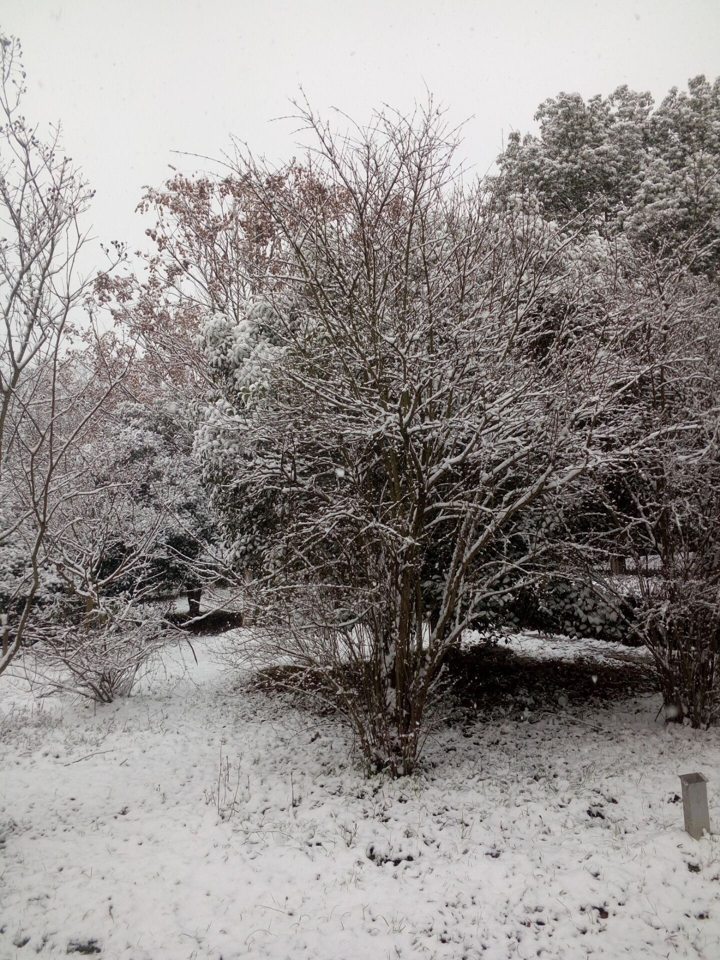 琼枝玉叶 雪树银花 江南独特雪景 漂亮得让人心颤