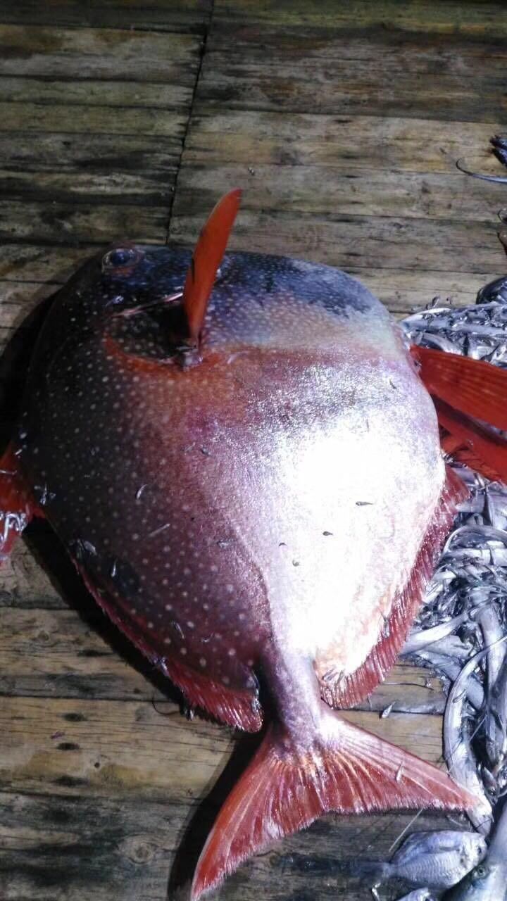 浙江渔船捕获152斤月亮鱼,它是唯一恒温鱼