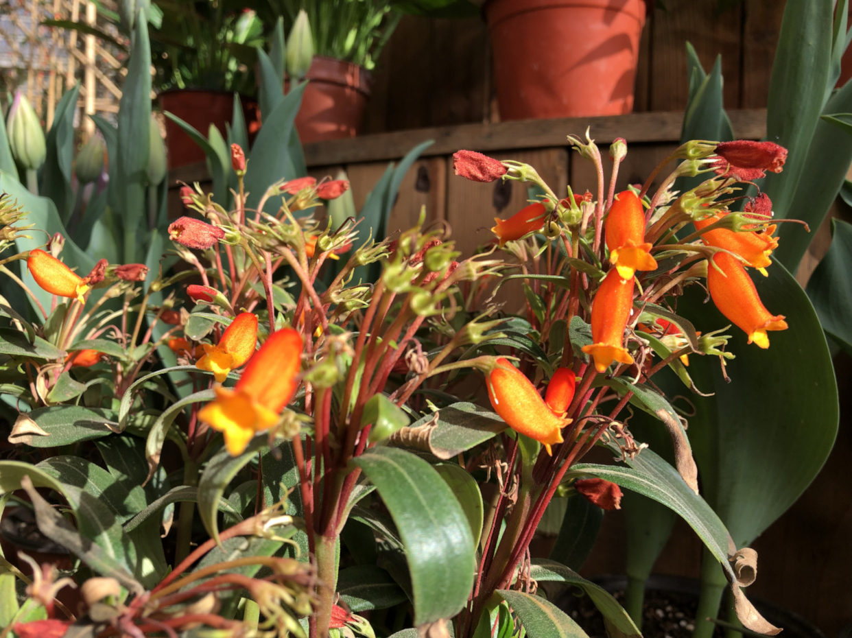 小岩桐花:橙红色的花朵与绿叶相映成趣又不失格调